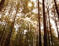 Spider Lily in Pine Forest