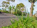 The spider lily plant growing on the roadside is blooming with white flowers Royalty Free Stock Photo