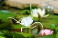 Spider Lily Plant Lycoris albiflora Water Pond Plant Royalty Free Stock Photo