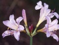 Spider lily with purple flowers Royalty Free Stock Photo