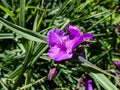 Spider Lily (Tradescantia) \'Concord grape\' flowering with three-petaled, purple flowers adorned with showy