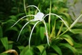 Spider Lily White Flower 001 Royalty Free Stock Photo