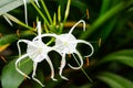Spider lily Royalty Free Stock Photo