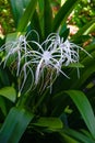 Spider lily white tropical flower in Tobago Caribbean ornamental variegated hymenocallis Caribaea Royalty Free Stock Photo