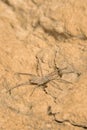 Spider and loess Royalty Free Stock Photo