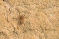 Spider and loess Royalty Free Stock Photo