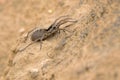 Spider and loess Royalty Free Stock Photo