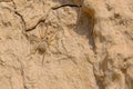 Spider and loess Royalty Free Stock Photo