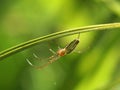 Spider - Long jawed orb weaver Royalty Free Stock Photo