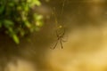 Spider with long legs on a cobweb