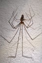spider with long legs and his shadow Royalty Free Stock Photo
