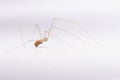 spider with long legs on a white background Royalty Free Stock Photo