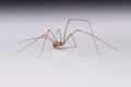 spider with long legs on a white background with reflection Royalty Free Stock Photo