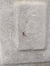 spider with long and thin legs on a concrete wall Royalty Free Stock Photo