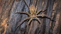 Spider, looking for food, at night, photographed at close range, macro Royalty Free Stock Photo