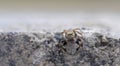 A jumping spider (Philaeus chrysops) looking straight into the camera. Royalty Free Stock Photo