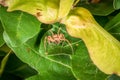 Spider lurking for prey between leaves of a tree eats a caught fly, Germany Royalty Free Stock Photo