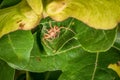Spider lurking for prey between leaves of a tree eats a caught fly, Germany Royalty Free Stock Photo