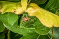 Spider lurking for prey between leaves of a tree eats a caught fly, Germany Royalty Free Stock Photo
