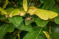 Spider lurking for prey between leaves of a tree eats a caught fly, Germany Royalty Free Stock Photo