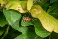 Spider lurking for prey between leaves of a tree eats a caught fly, Germany Royalty Free Stock Photo