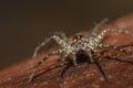 Spider, Lycosidae On the rock