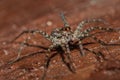 Spider, Lycosidae On the rock Royalty Free Stock Photo