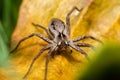 Spider macro close up Royalty Free Stock Photo