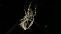 Spider in macro on dark background