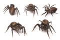 Spider Royalty Free Stock Photo