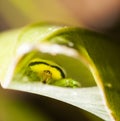 Spider macro in a green leaf