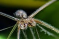 Spider macro photo, pholcus phalangioides on dark green background