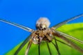 Spider macro photo, pholcus phalangioides on green and blue background Royalty Free Stock Photo