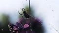 Spider in macro photography. Creative. A large black spider sits on a spider's web on which there are small drops of Royalty Free Stock Photo