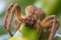 Spider macro shot front view Royalty Free Stock Photo