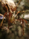 Spider macro under sunlight with transparent legs and clear eyes