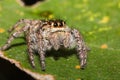 Spider in macro view on leaf, insect on leaf Royalty Free Stock Photo