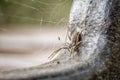 Spider macro Royalty Free Stock Photo