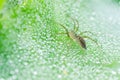 Spider macro and the web water drops in nature Royalty Free Stock Photo