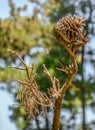 Spider web made between branches and pine cone - spider closeup Royalty Free Stock Photo