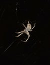 Spider making its cobweb
