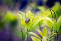 Spider making web in macro close up 1