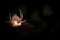 Spider Making A Web With Mist