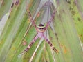 The spider is making webs to trap its prey over palm leaves