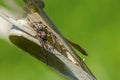 Spider araneus cornutus sits near its nest Royalty Free Stock Photo