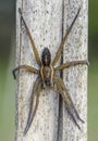 Spider male hunter limbic sits on reed trunk