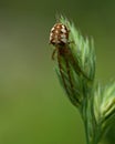 Spider Mangora acalypha