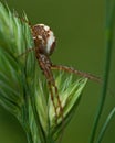 Spider Mangora acalypha