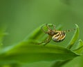 Spider Mangora acalypha