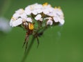 Spider on a meadow plant flower.